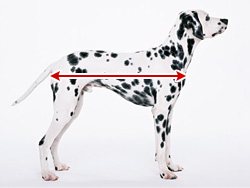 愛犬のサイズの測り方